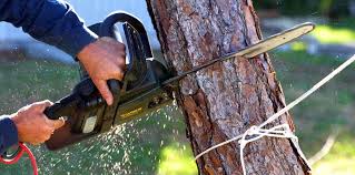 Best Tree Health Inspection  in Raymond, WA